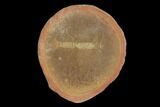 Unidentified Fossil Shrimp, Pos/Neg- Illinois #120905-3